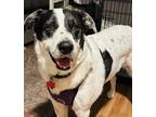 Adopt Henry a White - with Black Border Collie / Labrador Retriever / Mixed dog