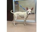 Adopt Polly Pocket a White American Pit Bull Terrier dog in Alvin, TX (40998113)