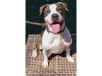 Adopt Sheldon a Black Mixed Breed (Large) / Mixed dog in Chamblee, GA (40553084)