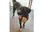 Adopt Peter a American Staffordshire Terrier / Mixed dog in Cobden