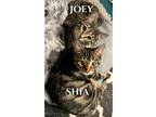 Adopt Joey&Shia (bonded pair/quiet home) a Gray or Blue Domestic Shorthair /