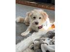 Adopt Amcle a Tan/Yellow/Fawn - with White Terrier (Unknown Type