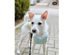Adopt JookSoon a White Terrier (Unknown Type, Small) / Jindo / Mixed dog in