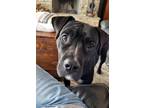 Adopt Abby a Black - with White Mutt / Mixed dog in Jasper, GA (40998065)