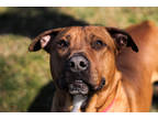 Adopt Argo a Brown/Chocolate Mixed Breed (Large) / Mixed dog in Boone