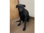 Adopt Penelope a Black Labrador Retriever / Mixed dog in Winfield, KS (39952559)