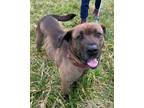 Adopt Essa a Brown/Chocolate - with Black Mixed Breed (Large) / Mixed dog in