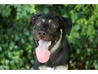 Adopt Willie Jack a Black - with Tan, Yellow or Fawn Pumi dog in Raleigh