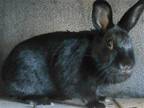 Adopt BABBS a Other/Unknown / Mixed (medium coat) rabbit in Tustin