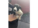 Adopt Winnie a White German Shorthaired Pointer / Mixed dog in Bartlesville