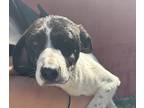 Adopt Linnie a White German Shorthaired Pointer / Mixed Breed (Medium) / Mixed