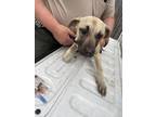 Adopt Abby a Tan/Yellow/Fawn Black Mouth Cur / Mixed dog in Bartlesville