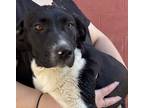 Adopt Laya a White German Shorthaired Pointer / Flat-Coated Retriever / Mixed