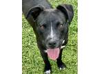 Adopt Petra SC a Mixed Breed (Medium) / Mixed dog in San Angelo, TX (40912559)