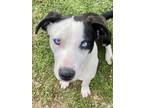 Adopt Bleu SC a Mixed Breed (Medium) / Mixed dog in San Angelo, TX (40916227)