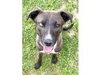 Adopt Sable SC a Mixed Breed (Medium) / Mixed dog in San Angelo, TX (40916226)