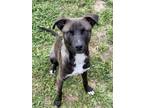Adopt Mink SC a Mixed Breed (Medium) / Mixed dog in San Angelo, TX (40916225)
