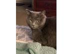 Adopt Stormy SC a Gray or Blue Domestic Shorthair / Mixed cat in San Angelo