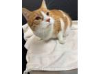 Adopt Lucky a Orange or Red Domestic Shorthair / Mixed Breed (Medium) / Mixed