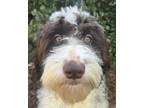 Adopt Cotton Candy Claire SPRINGERDOODLE - HOUSE & CRATE TRAINED!