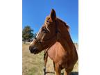 Adopt Kate a Chestnut/Sorrel Quarterhorse / Mixed horse in El Reno