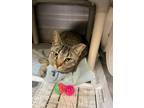 Adopt Yoyo Meow (In foster) a Brown Tabby Domestic Shorthair / Mixed Breed