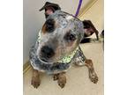 Adopt Cookie a Merle Australian Cattle Dog / Mixed dog in Loudon, TN (40996658)