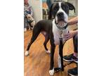 Adopt Atlas a Black Mixed Breed (Large) / Mixed dog in Covington, LA (40996527)