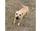 Adopt Francis a Tan/Yellow/Fawn Terrier (Unknown Type, Small) / Mixed dog in