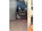 Adopt Nordy a Brown Tabby Domestic Shorthair / Mixed Breed (Medium) / Mixed
