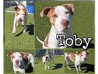 Adopt Toby a White American Pit Bull Terrier / Mixed dog in Greenville