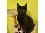 Adopt Woods a All Black Domestic Shorthair / Domestic Shorthair / Mixed cat in