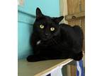 Adopt Sebastian a All Black Domestic Mediumhair / Domestic Shorthair / Mixed cat