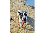 Adopt TinselPants a White American Pit Bull Terrier / Mixed Breed (Medium) /