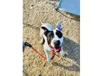 Adopt TinselPants a White American Pit Bull Terrier / Mixed dog in Justin