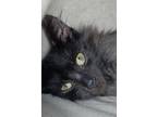 Adopt Potsie a All Black Maine Coon / Domestic Shorthair / Mixed cat in