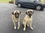 Adopt Minnie a Tan/Yellow/Fawn - with Black Great Pyrenees / Mastiff / Mixed dog
