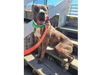 Adopt 2312-0585 Arisu a Mixed Breed (Medium) / Mixed dog in Virginia Beach