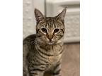 Adopt Dolly a Brown or Chocolate Domestic Shorthair / Domestic Shorthair / Mixed