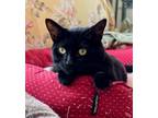 Adopt Chely a All Black Bombay (short coat) cat in San Diego, CA (39782614)