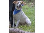 Adopt Texas a Hound (Unknown Type) / Mixed dog in Portsmouth, VA (40625310)