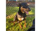 Adopt Sheba a Black Doberman Pinscher / Rottweiler / Mixed (short coat) dog in