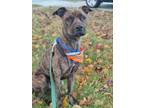 Adopt Mahogany a Brown/Chocolate Mixed Breed (Medium) / Mixed Breed (Medium) /