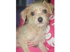 Adopt Gravy a Gray/Silver/Salt & Pepper - with White Terrier (Unknown Type