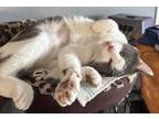 Adopt Hank a White (Mostly) Domestic Shorthair (short coat) cat in Duette