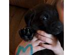 Adopt Shep Litter Donny a Black Labrador Retriever / Shepherd (Unknown Type) /