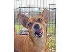 Adopt Aladdin a Brown/Chocolate Mixed Breed (Small) / Mixed dog in Leander