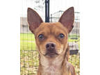 Adopt Olaf a Brown/Chocolate Mixed Breed (Small) / Mixed dog in Leander