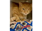 Adopt Leela a Orange or Red Domestic Shorthair / Domestic Shorthair / Mixed cat