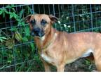 Adopt Kay a Tan/Yellow/Fawn - with White Boxer / Black Mouth Cur / Mixed dog in